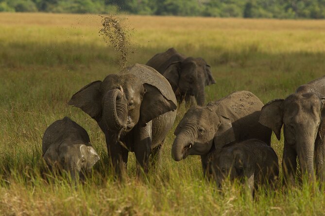 All Inclusive Private Safari in Minneriya National Park - Booking and Reservation