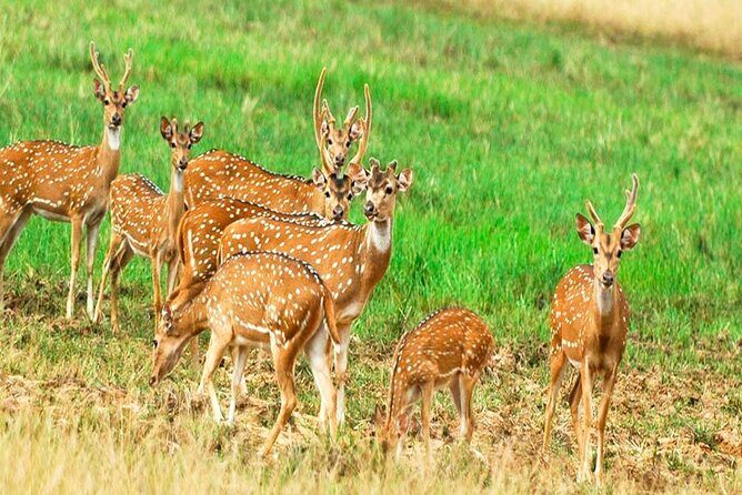 All Inclusive Safari at Minneriya National Park from Polonnaruwa - The Safari Itinerary in Detail