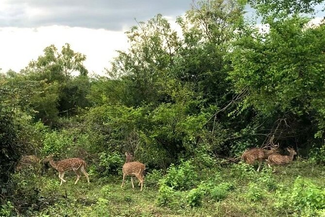 All Inclusive Safari at Udawalawa National Park - Pickup Information and Tour Details