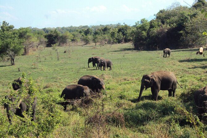 All inclusive Safari Tour at Wasgamuwa National Park from Kandy - What Makes This Tour Stand Out?