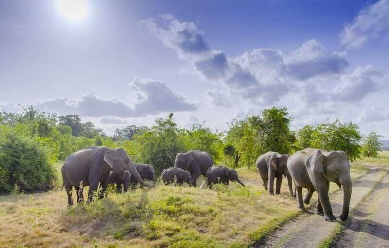 All-inclusive Sigiriya Fortress and Wildlife Safari - Final Thoughts: Who Should Book This Tour?