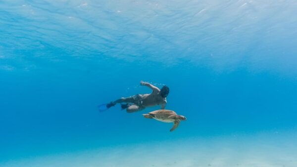 All-Inclusive Snorkel in Balandras Hidden Beaches, La Paz - Transportation and Guided Tour