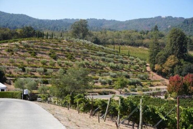 All Inclusive Sustainable Wine and Distillery Tour - Tour Itinerary
