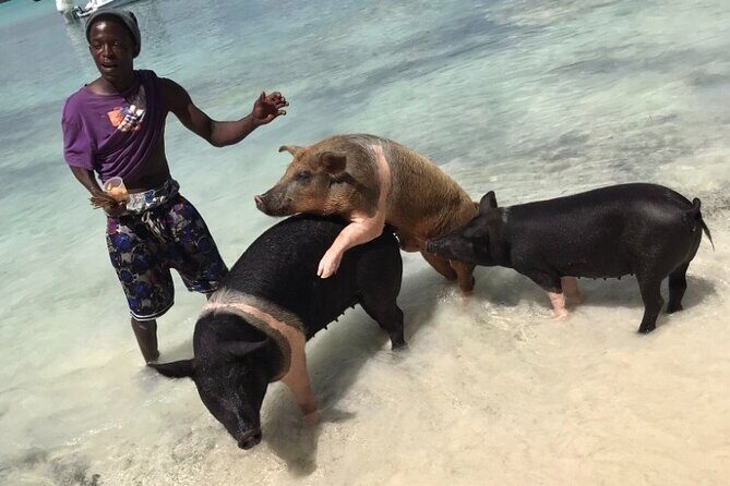 All Inclusive Swimming With The Pigs - Exploring Nassau and New Providence on a Made-to-Order Van Tour