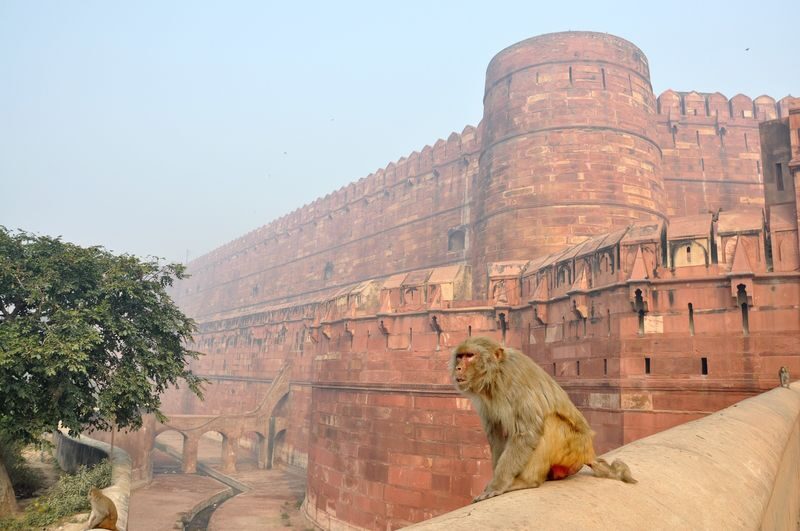 All-Inclusive Taj Mahal Private Car Tour with Multilingual Guide - Who should book this tour?