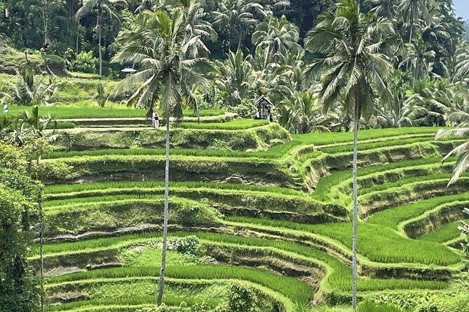 All Inclusive Ubud Cultural and Natural Highlights Tour - Who Would Love This Tour?