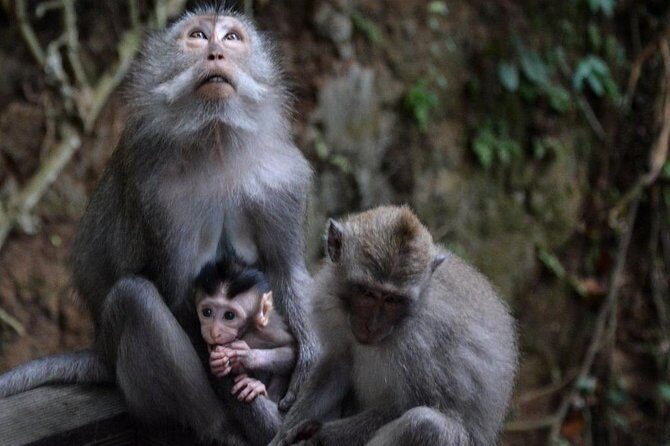 All-Inclusive Ubud Private Tour with Hotel Transfer - FAQ