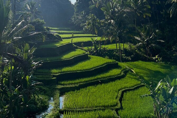 All Inclusive Ubud Tour - The Itinerary in Detail: What You Can Expect