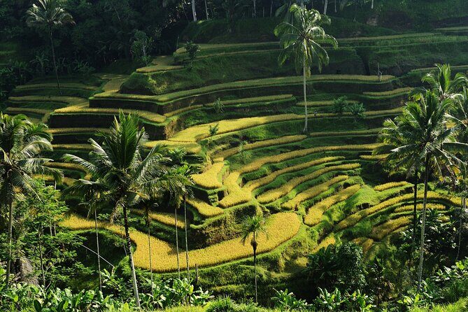 All-Inclusive Ubud's Wonder Day Tour - Exploring Bali’s Natural & Cultural Wonders: The Full Itinerary Breakdown  