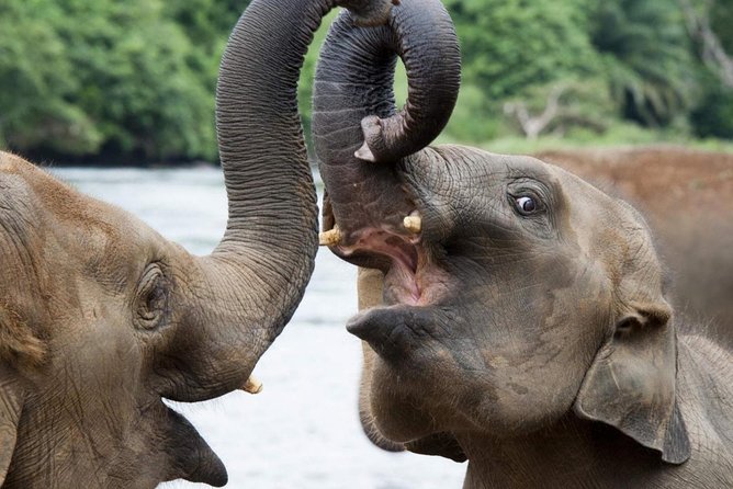 All Inclusive Udawalawa National Park Day Tour From Colombo - Itinerary Overview