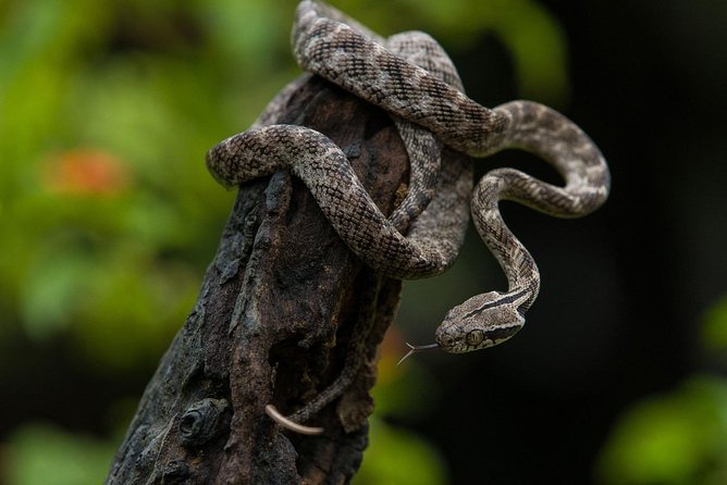 All Inclusive Udawalawa National Park Day Tour From Colombo - Transportation Details