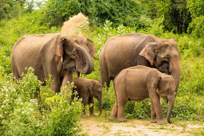 All Inclusive Udawalawa National Park Day Tour From Colombo - Wildlife Encounters