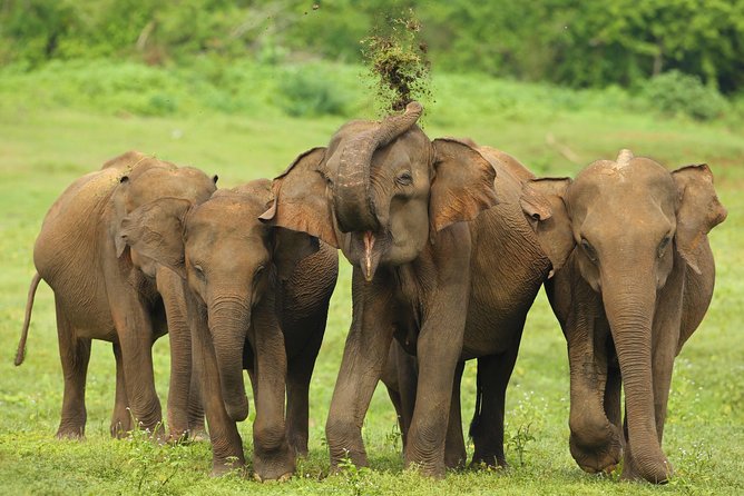 All Inclusive Udawalawa National Park Day Tour From Colombo - Expert Guides