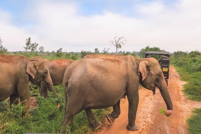 All Inclusive Udawalawa National Park Day Tour From Negombo - Tour Highlights