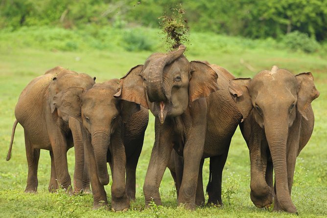 All Inclusive Udawalawa National Park Day Tour From Negombo - Inclusions and Exclusions