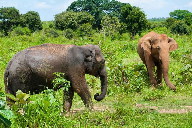 All Inclusive Udawalawa National Park Day Tour From Negombo - Tips for a Successful Tour