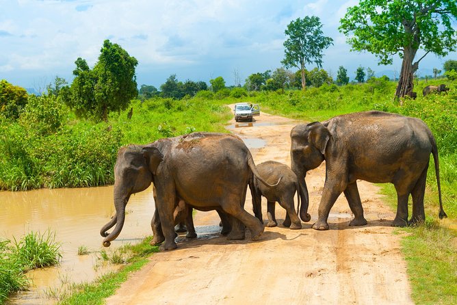 All Inclusive Udawalawa National Park Day Tour From Negombo - Booking and Contact Information