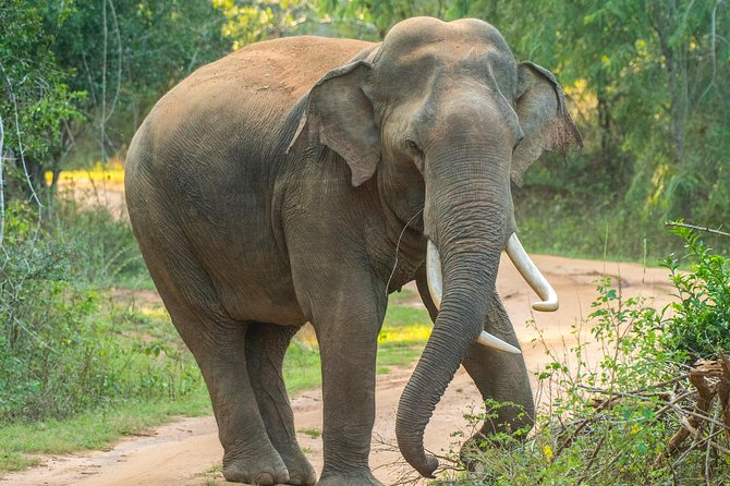 All Inclusive Udawalawa National Park Day Tour From Negombo - Common Questions