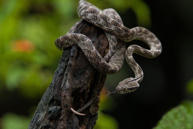 All Inclusive Udawalawa National Park Day Tour From Negombo - The Sum Up