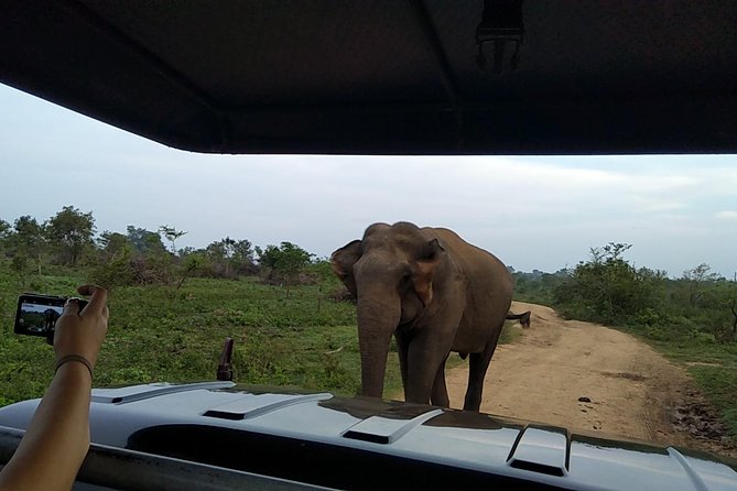 All Inclusive Udawalawe National Park Safari Day Tour From Colombo and Negombo - Tour Highlights