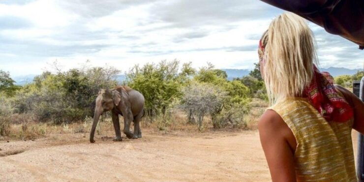 All Inclusive Udawalawe National Park Safari, With Lunch! - Activity Details