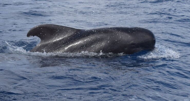 All Inclusive Whale and Dolphin Watching Luxury Tour - Activity Details and Booking Information