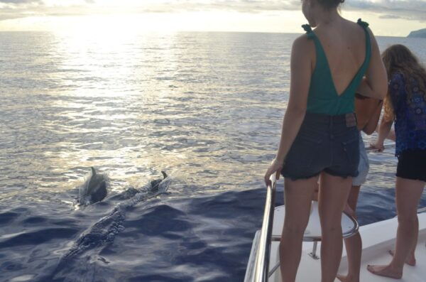 All Inclusive Whale and Dolphin Watching Luxury Tour - Highlights of the Tour Itinerary