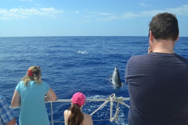 All Inclusive Whale and Dolphin Watching Luxury Tour - Common Questions