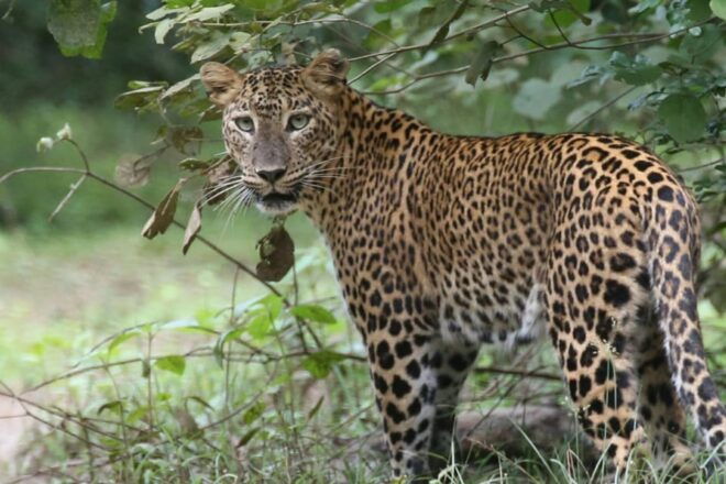 All Inclusive Wilpattu National Park: Safari Jeep Tour - Booking Your Tour