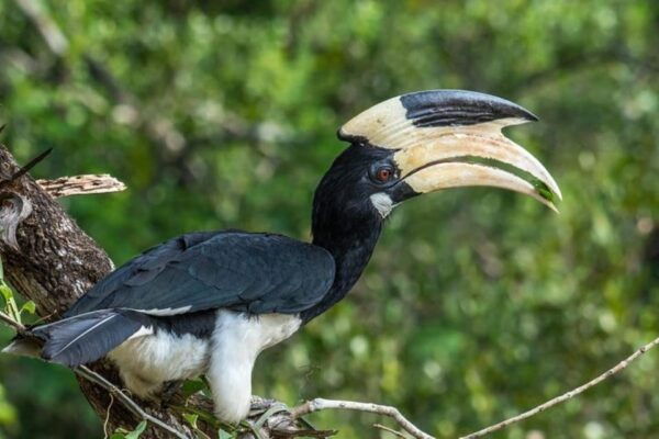 All Inclusive Wilpattu National Park: Safari Jeep Tour - Frequently Asked Questions