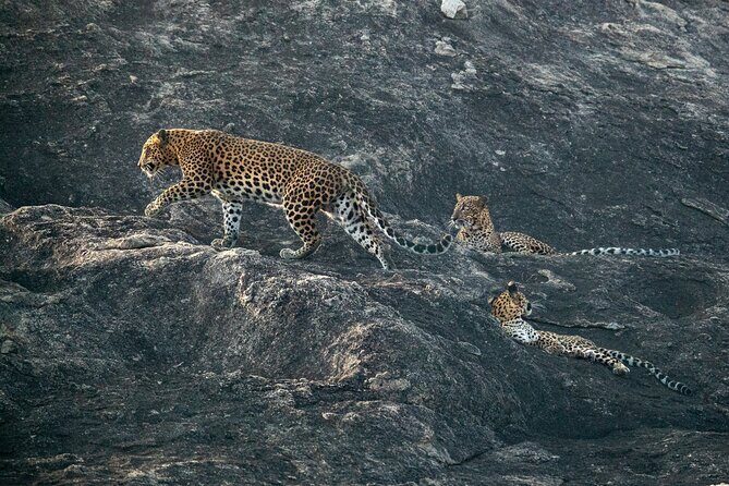 All Inclusive Yala National Park Full Day Game Drive - Good To Know