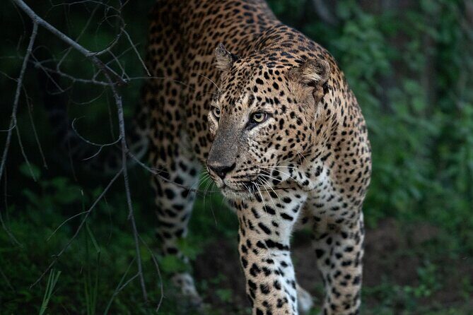 All Inclusive Yala National Park Full Day Game Drive - Who Is This Tour Best For?