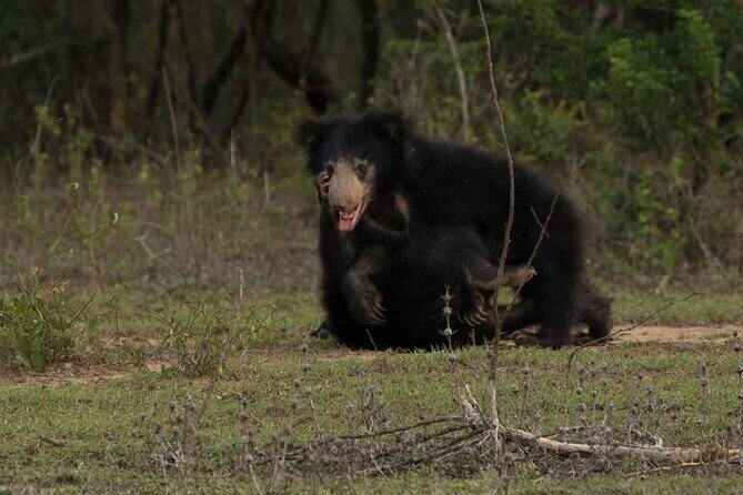 All Inclusive Yala National Park Full Day Game Drive - FAQ