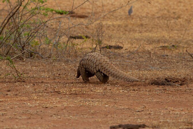 All Inclusive Yala National Park Full Day Game Drive - FAQ