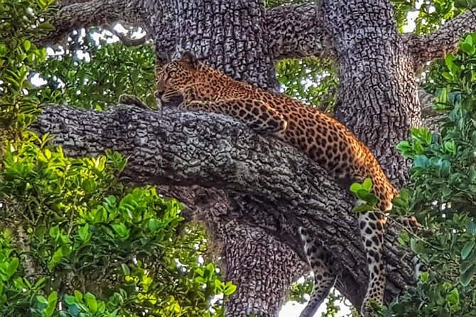 All Inclusive Yala National Park Jeep Safari Day Tour From Colombo & Negombo - Good To Know