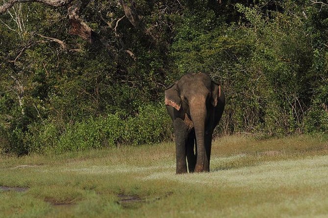 All Inclusive Yala National Park Jeep Safari Day Tour From Colombo & Negombo - Booking and Cancellation Policy