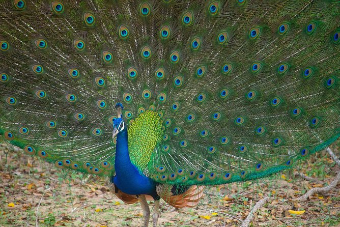 All Inclusive Yala National Park Jeep Safari From Colombo - Pickup and Meeting Point