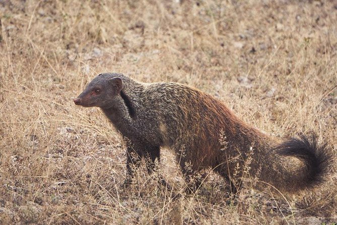 All Inclusive Yala National Park Jeep Safari From Colombo - Traveler Photos and Reviews