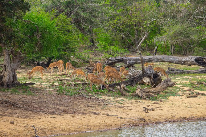 All Inclusive Yala National Park Jeep Safari From Colombo - Additional Information