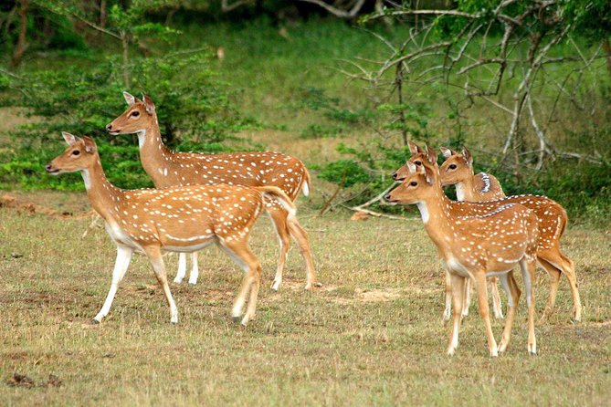 All Inclusive Yala National Park Jeep Safari From Colombo - Price and Terms & Conditions