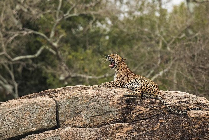 All Inclusive Yala National Park Jeep Safari From Colombo - Directions to Yala National Park