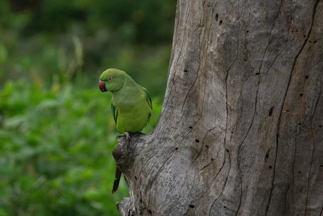 All Inclusive Yala National Park Jeep Safari From Colombo - Safari Experience at Yala National Park