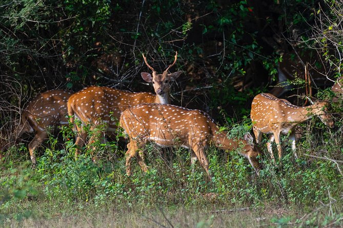All Inclusive Yala National Park Jeep Safari From Colombo - Common Questions