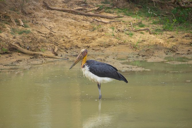 All Inclusive Yala National Park Jeep Safari From Colombo - Pickup and Meeting Point