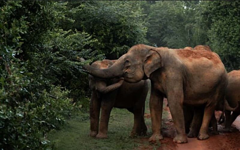 All-inclusive Yala Safari Tour and Kirinda Beach - Who Should Consider This Tour?