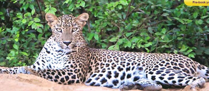 All-inclusive Yala Safari Tour and Kirinda Beach - Why Choose This Tour?