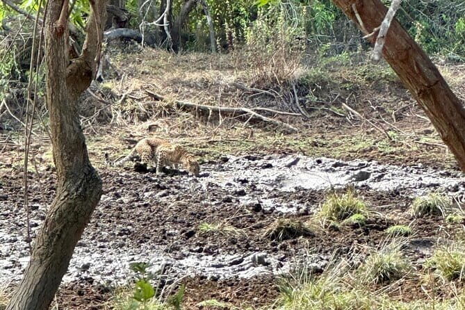 All inclusive Yala/Udawalawa Safari From Ella, Mirissa,Hiriketiya - A Deep Dive into the Sri Lankan Safari
