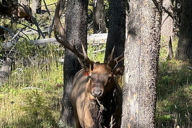 All Inclusive Yellowstone Lower Loop - FAQ
