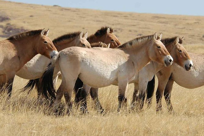 All Mongolia in 4 Days - Day 1: Ulaanbaatar City Tour