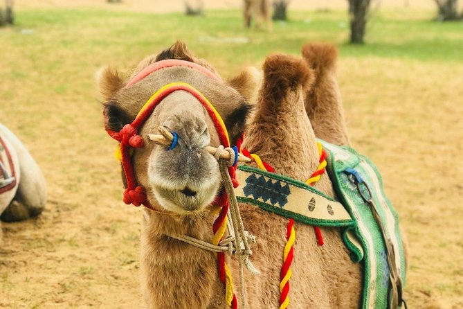 All Mongolia in 4 Days - Day 2: Terelj National Park Exploration